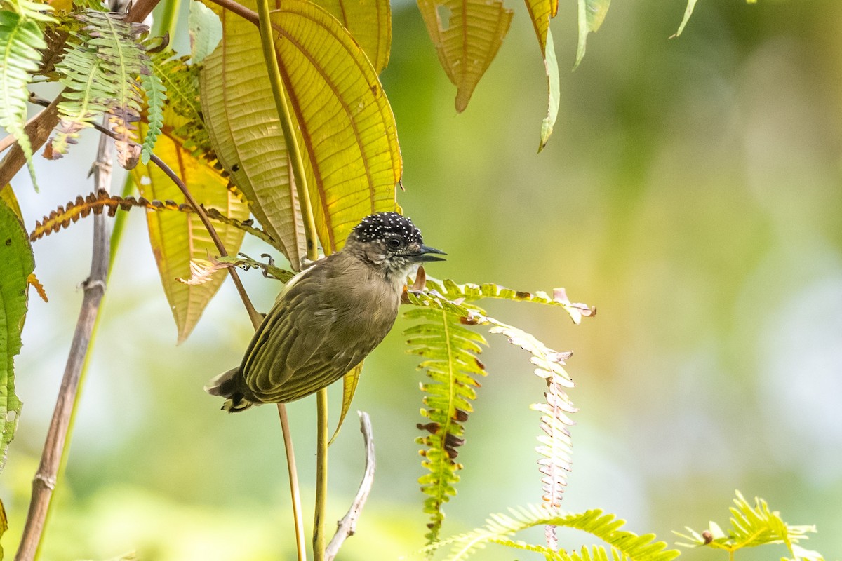 Olivaceous Piculet - ML613993406