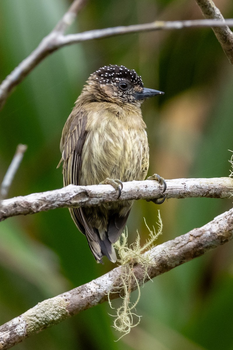 Olivaceous Piculet - ML613993407