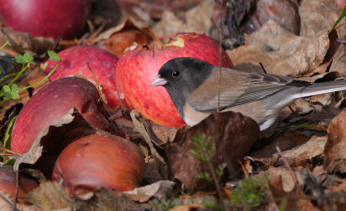 Junco ardoisé (groupe oreganus) - ML613993409