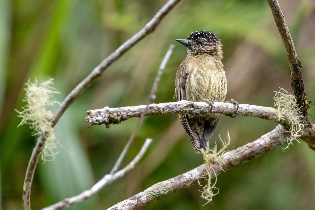 Olivaceous Piculet - Doug Norwood