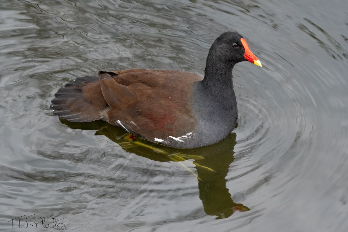 Common Gallinule (American) - ML613993440