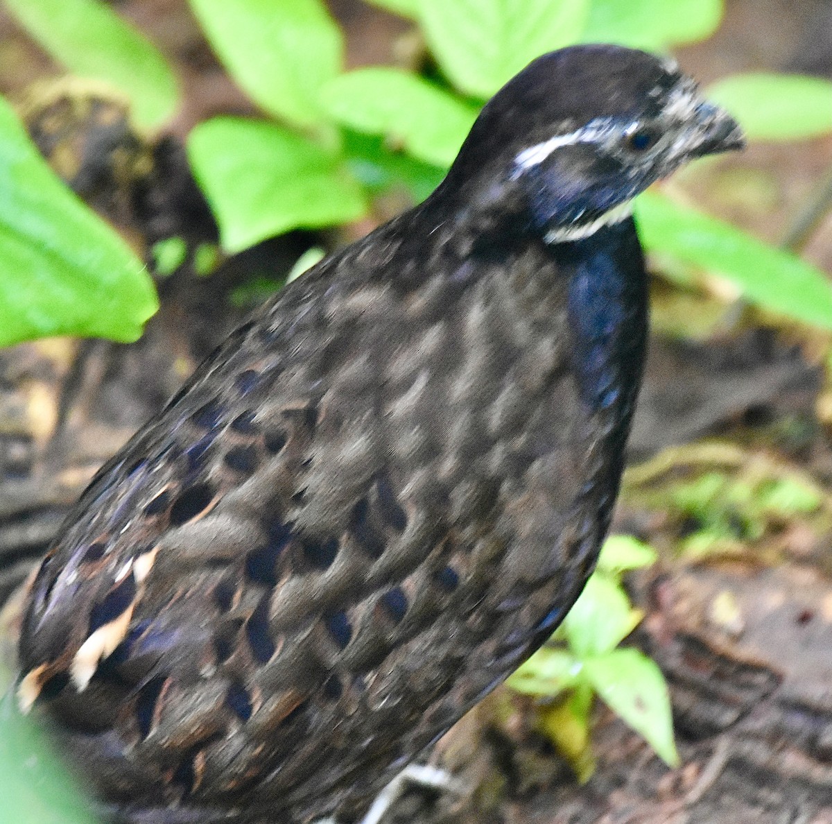 Black-breasted Wood-Quail - ML613993449