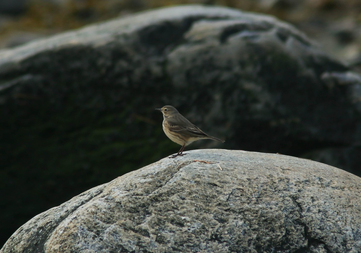 American Pipit - Sylvie Robert