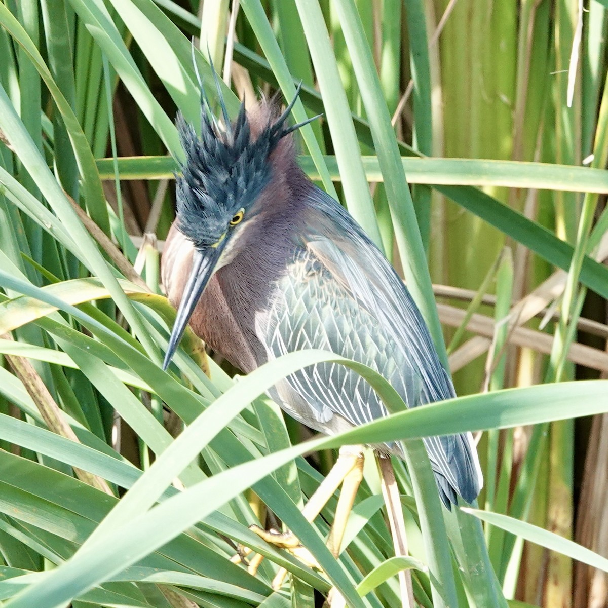 Green Heron - JoAnn Girard