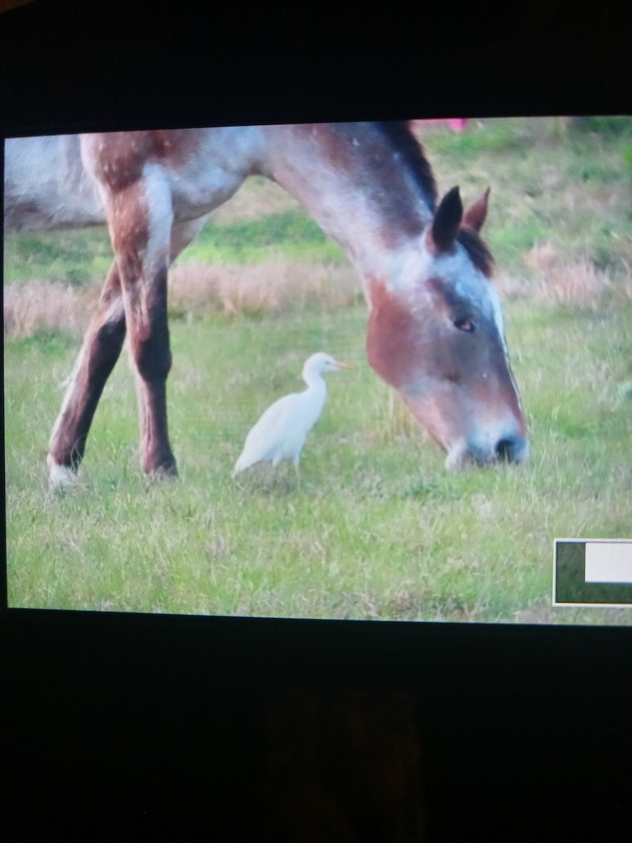 Western Cattle Egret - CarolAnn MacInnes