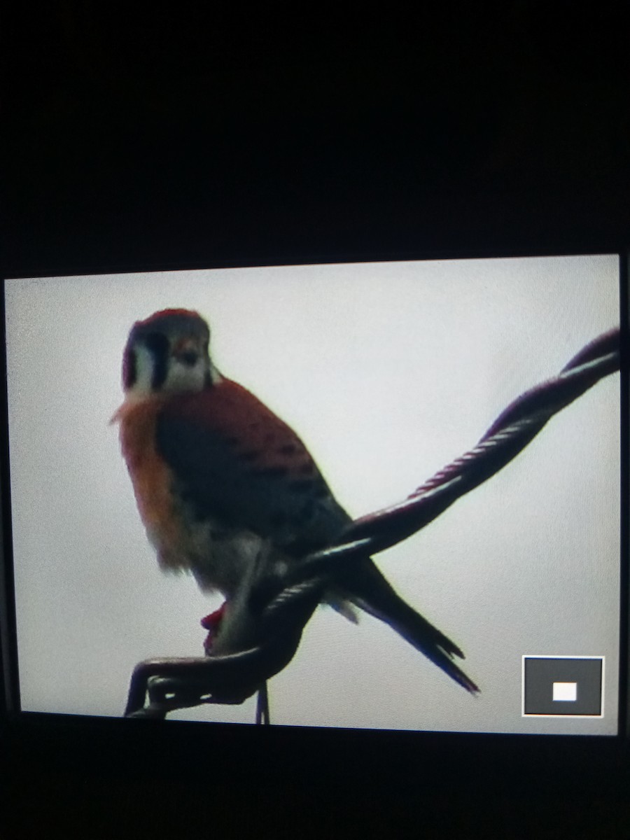 American Kestrel - ML613993502