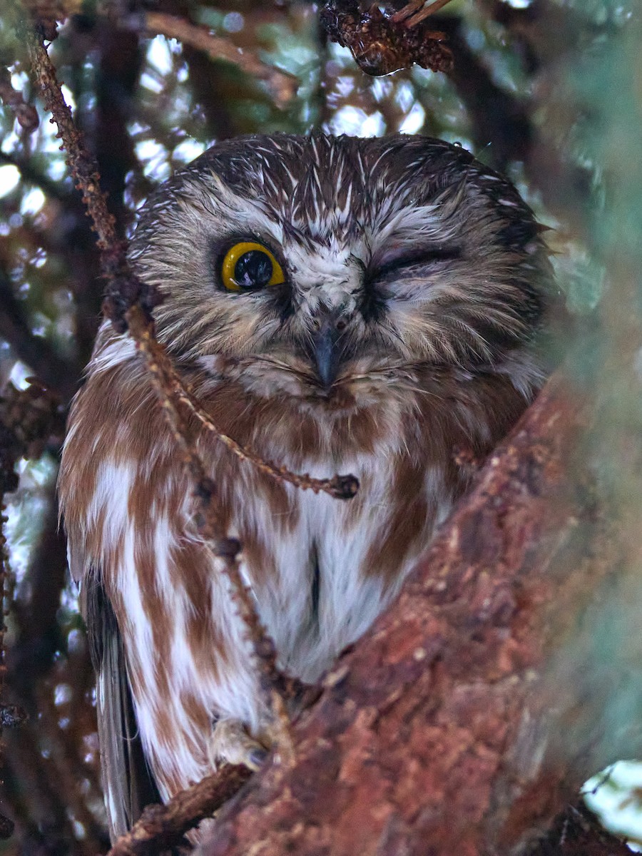 Northern Saw-whet Owl - Scott Ramos