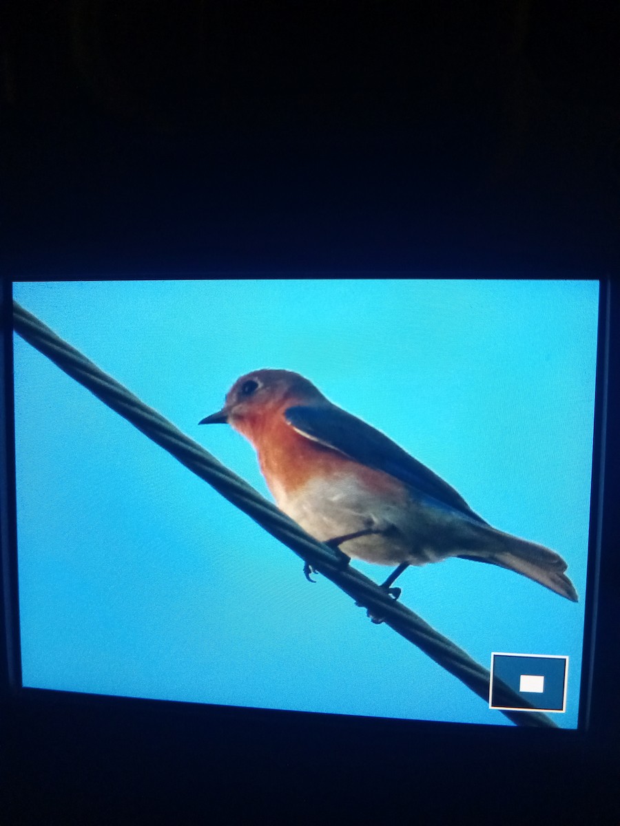 Eastern Bluebird - CarolAnn MacInnes