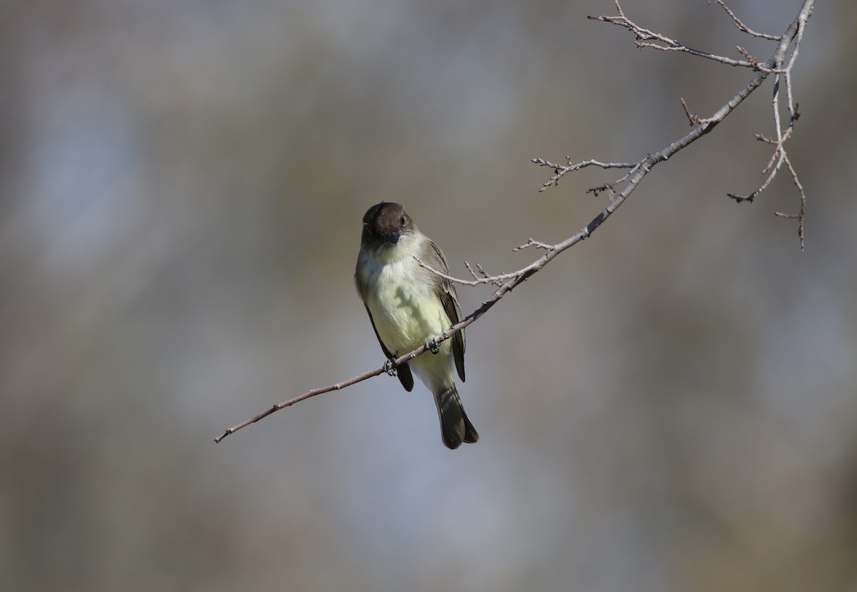 Eastern Phoebe - ML613993621