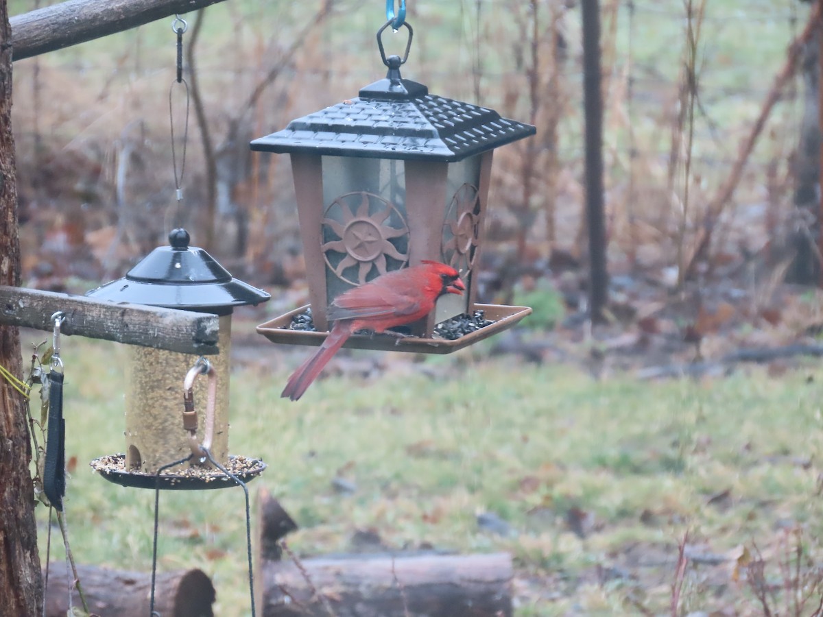 Northern Cardinal (Common) - ML613993656