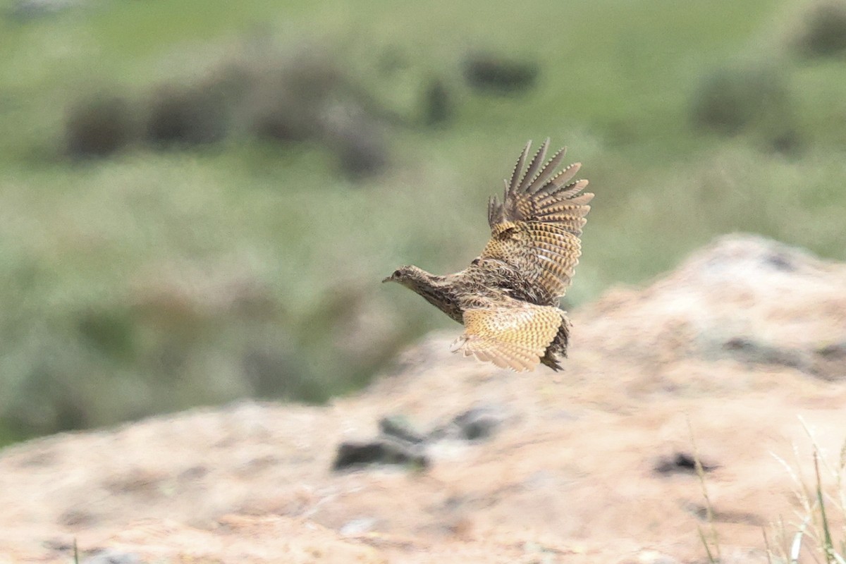 Darwin's Nothura - Daniel Engelbrecht - Birding Ecotours