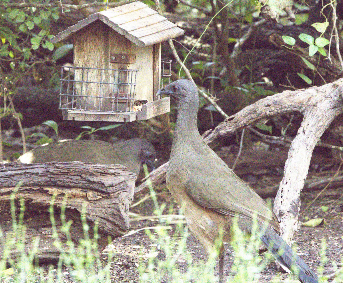 Plain Chachalaca - ML613993684