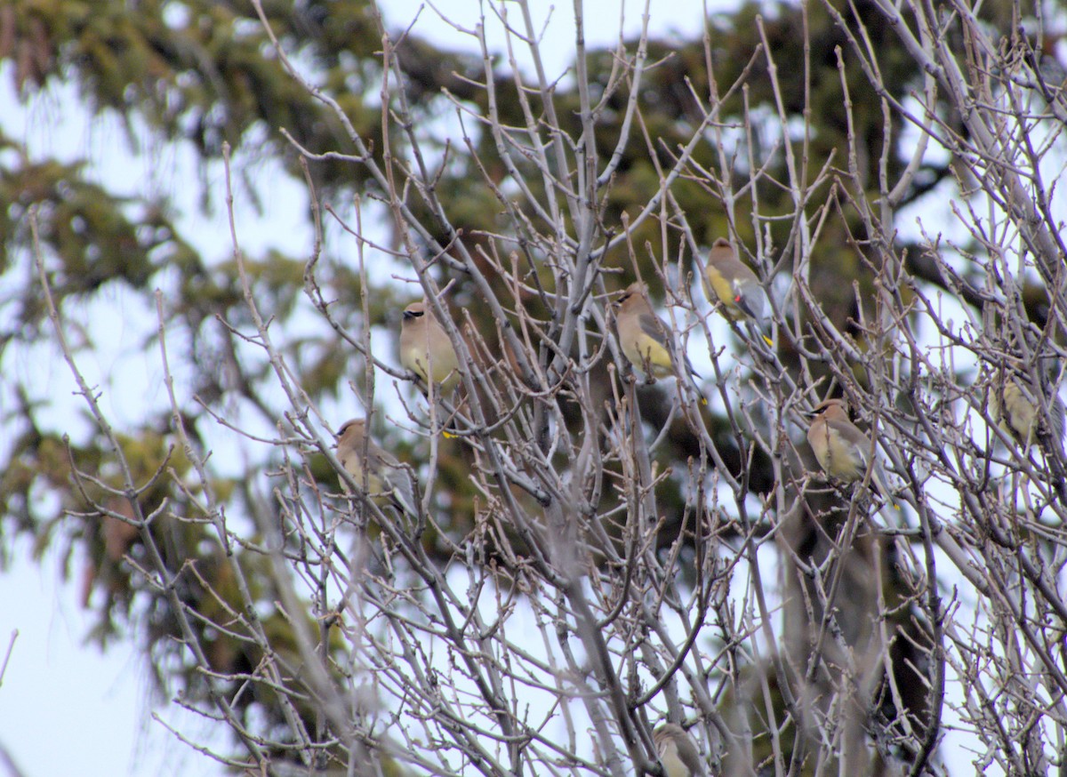 Cedar Waxwing - ML613993700