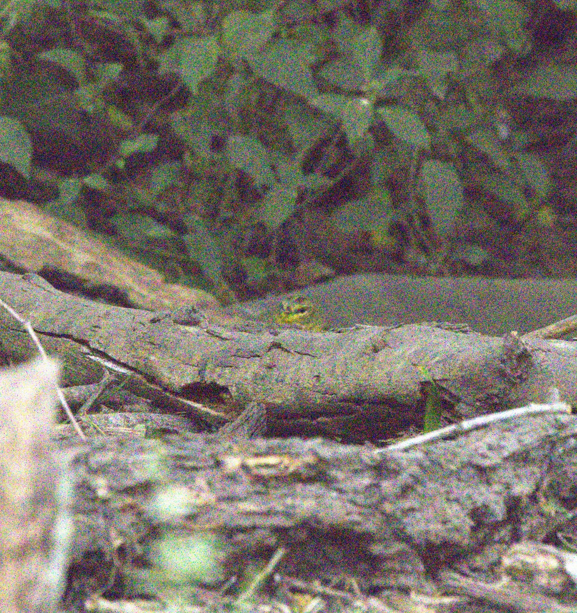 Golden-crowned Warbler - Kay Hawklee