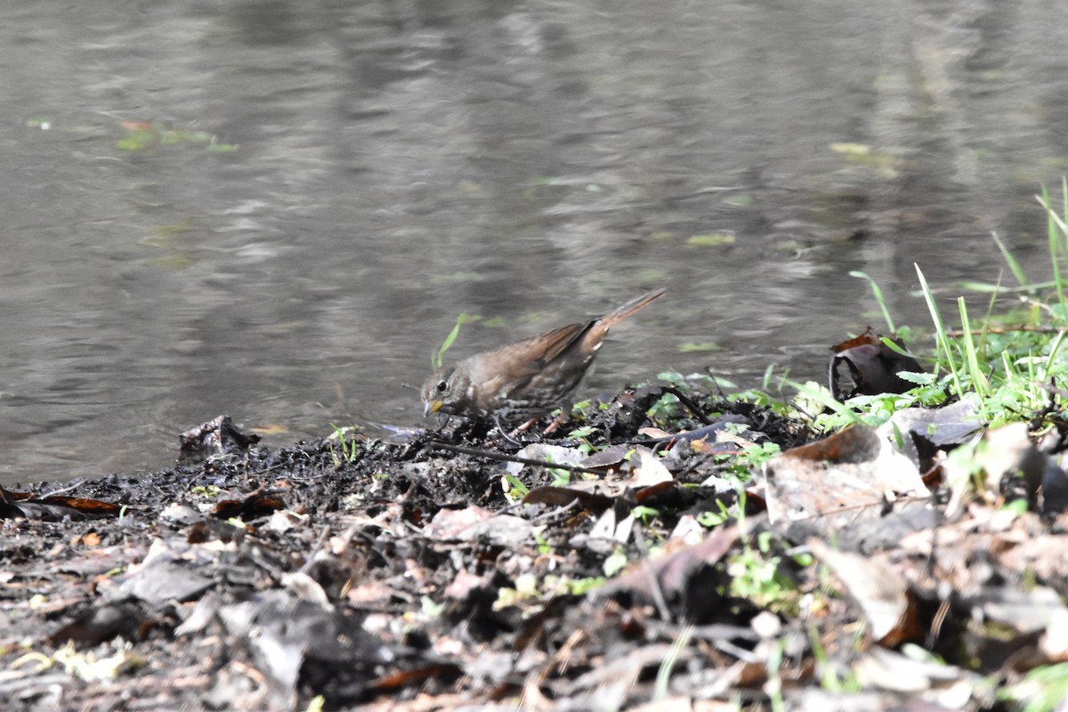 Fox Sparrow - ML613993712