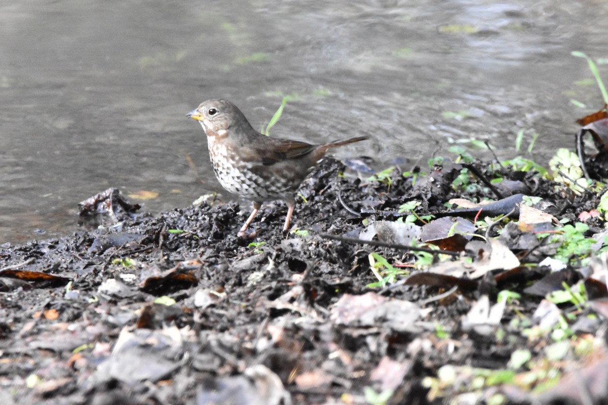 Fox Sparrow - ML613993719