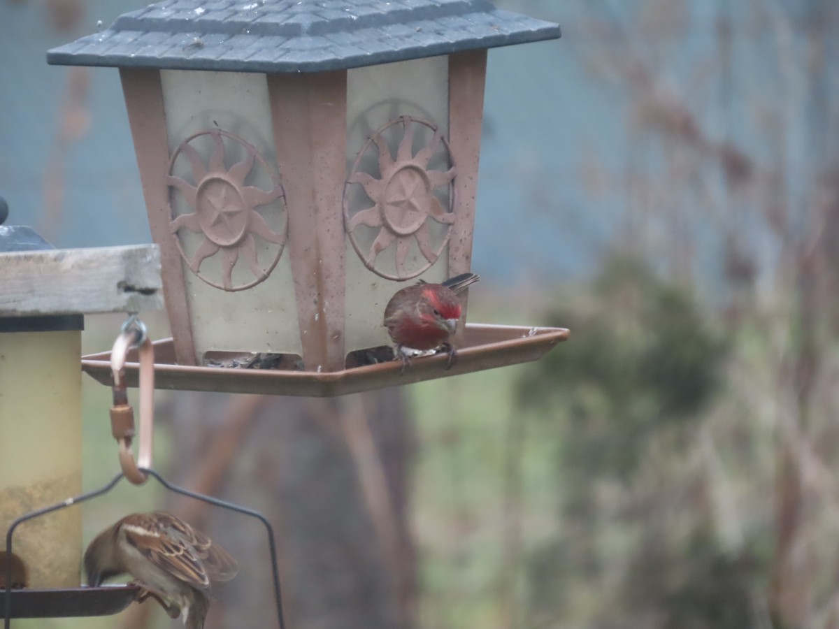House Finch (Common) - ML613993741
