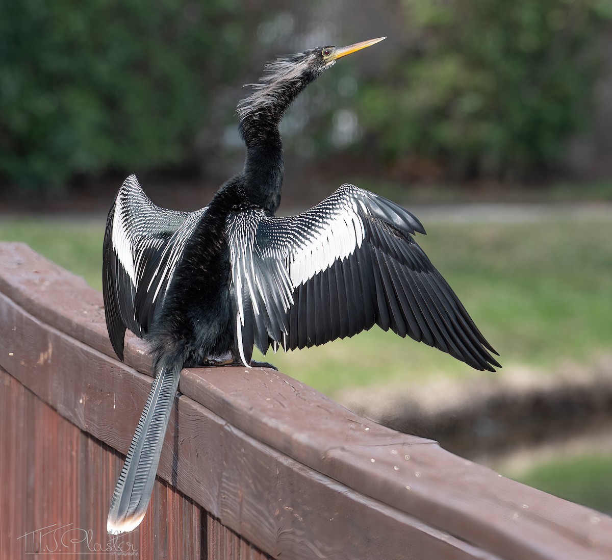 Anhinga - Michael Plaster