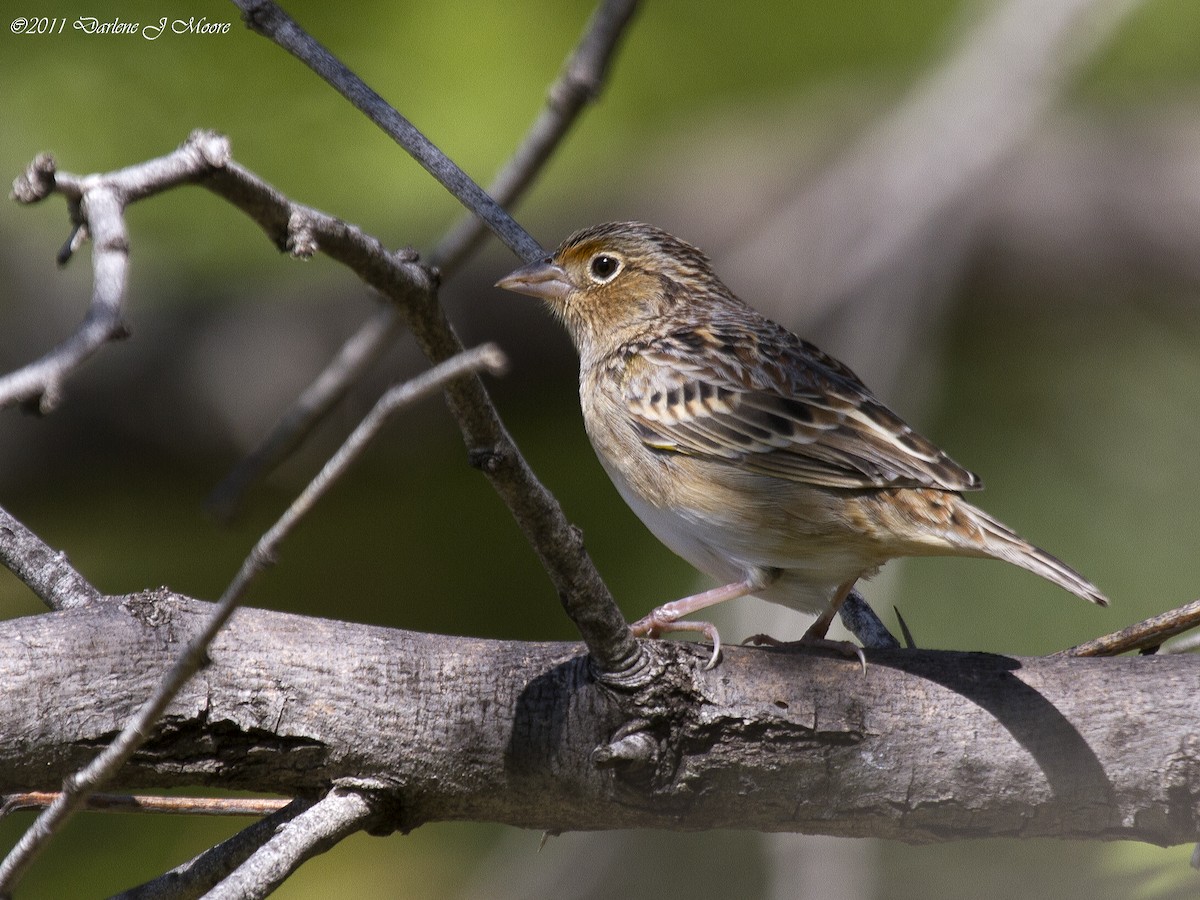 Grasshopper Sparrow - ML613993749