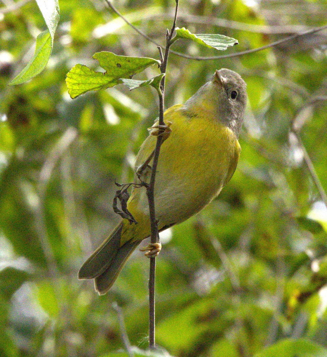 Nashville Warbler - ML613993757