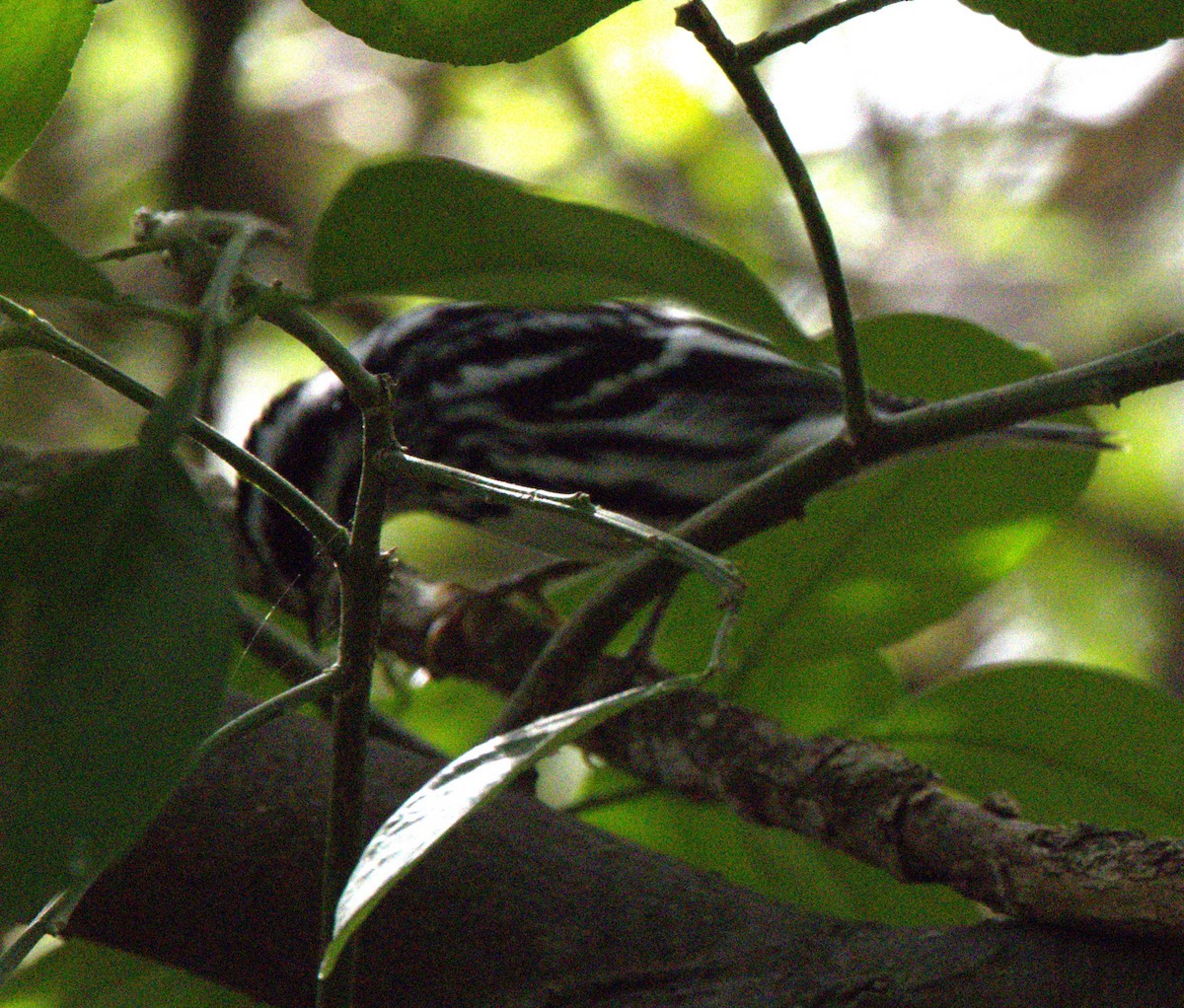 Black-and-white Warbler - Kay Hawklee