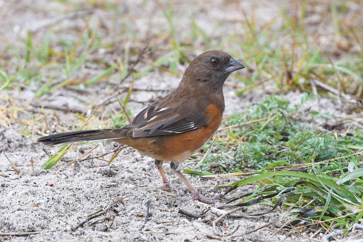 Eastern Towhee - Elizabeth Hawkins