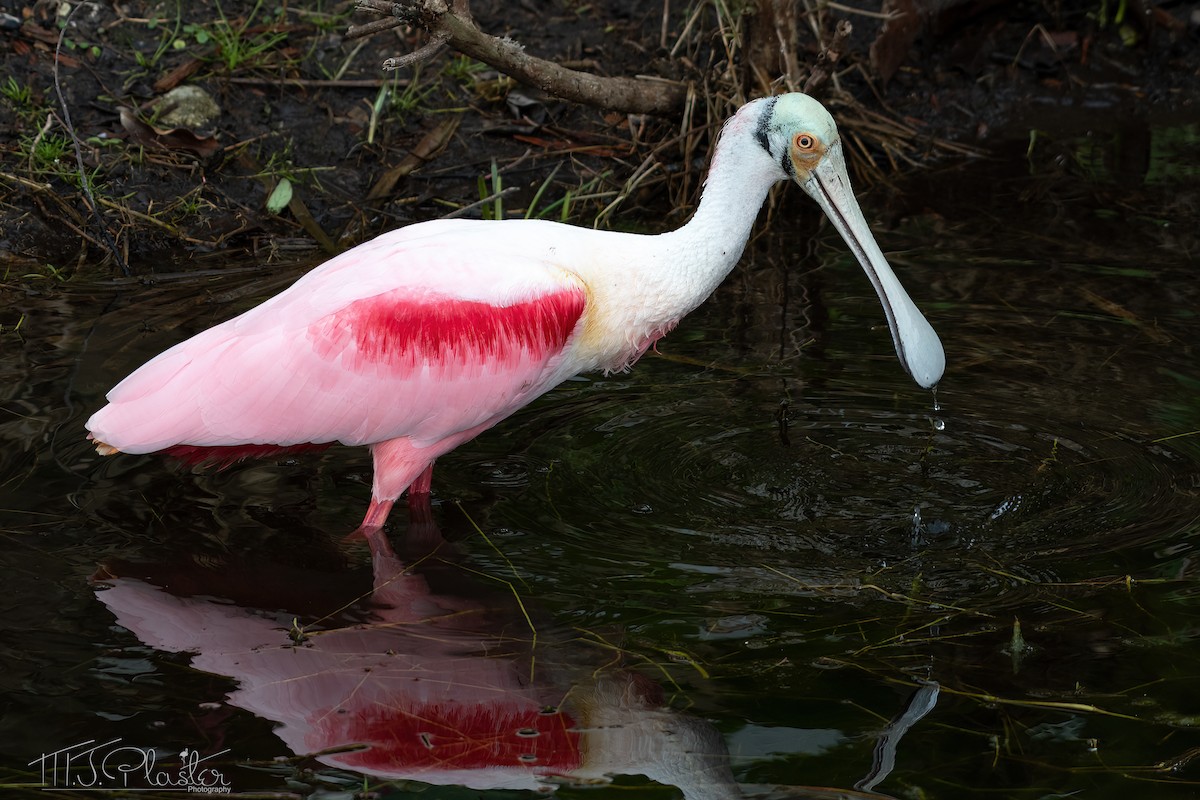 Roseate Spoonbill - ML613993785