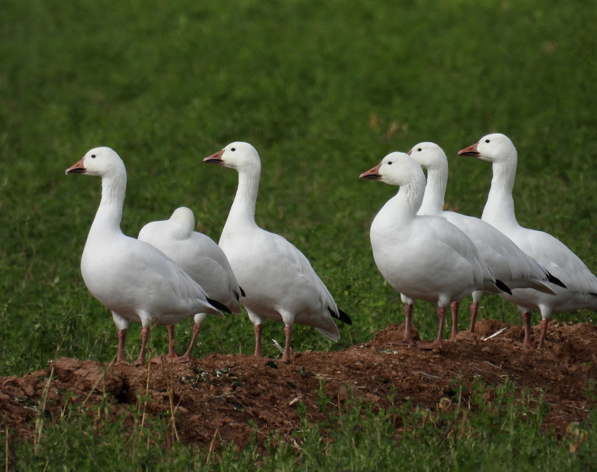 Snow Goose - ML613993824