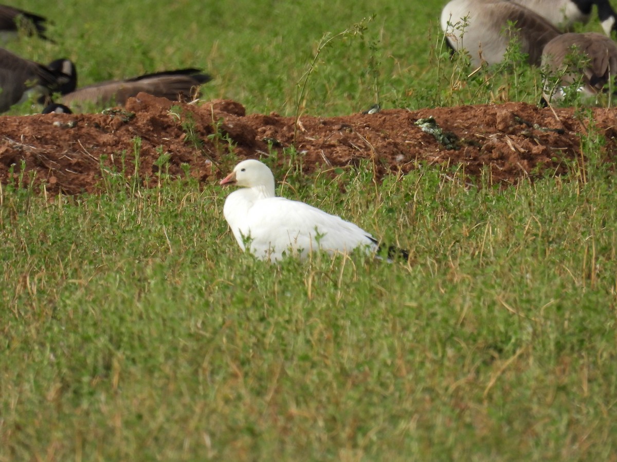 Snow Goose - ML613993825