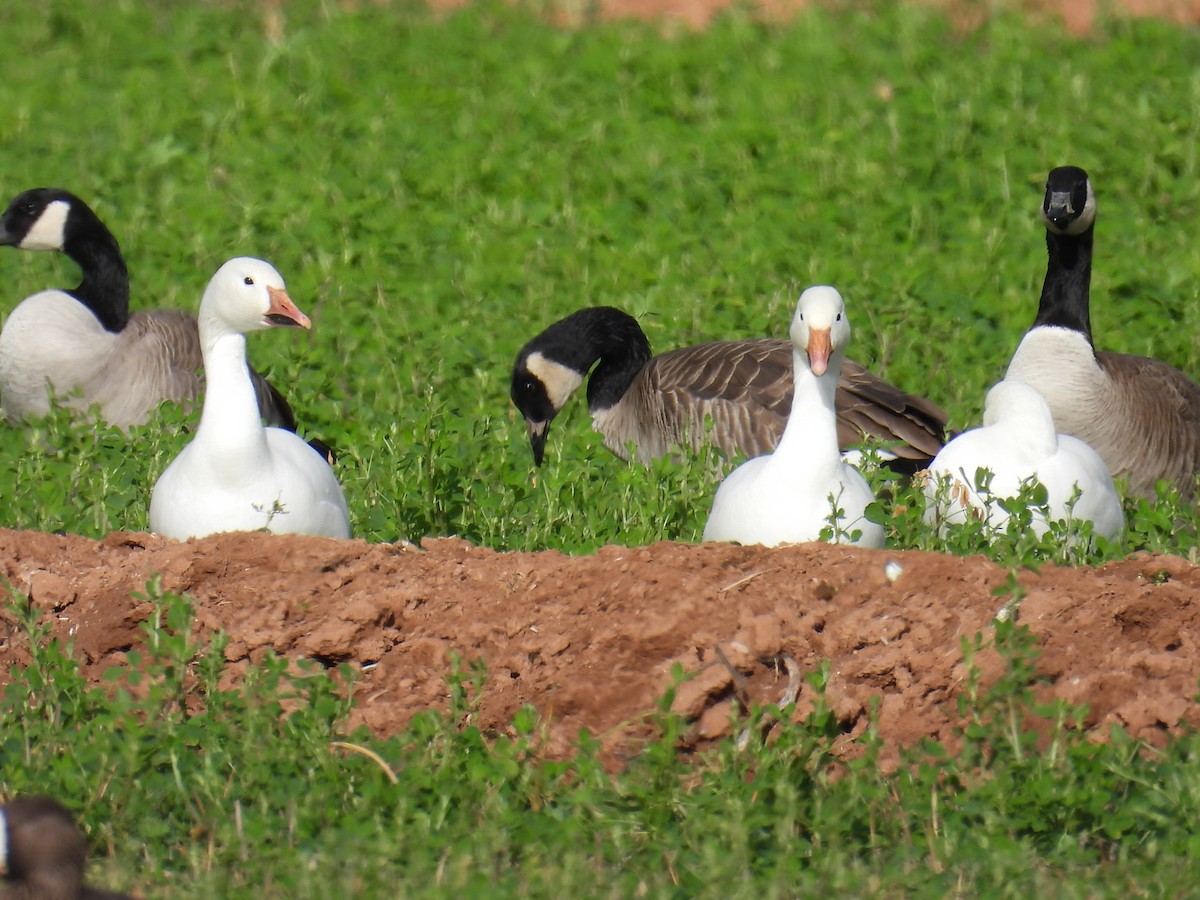 Snow Goose - ML613993826