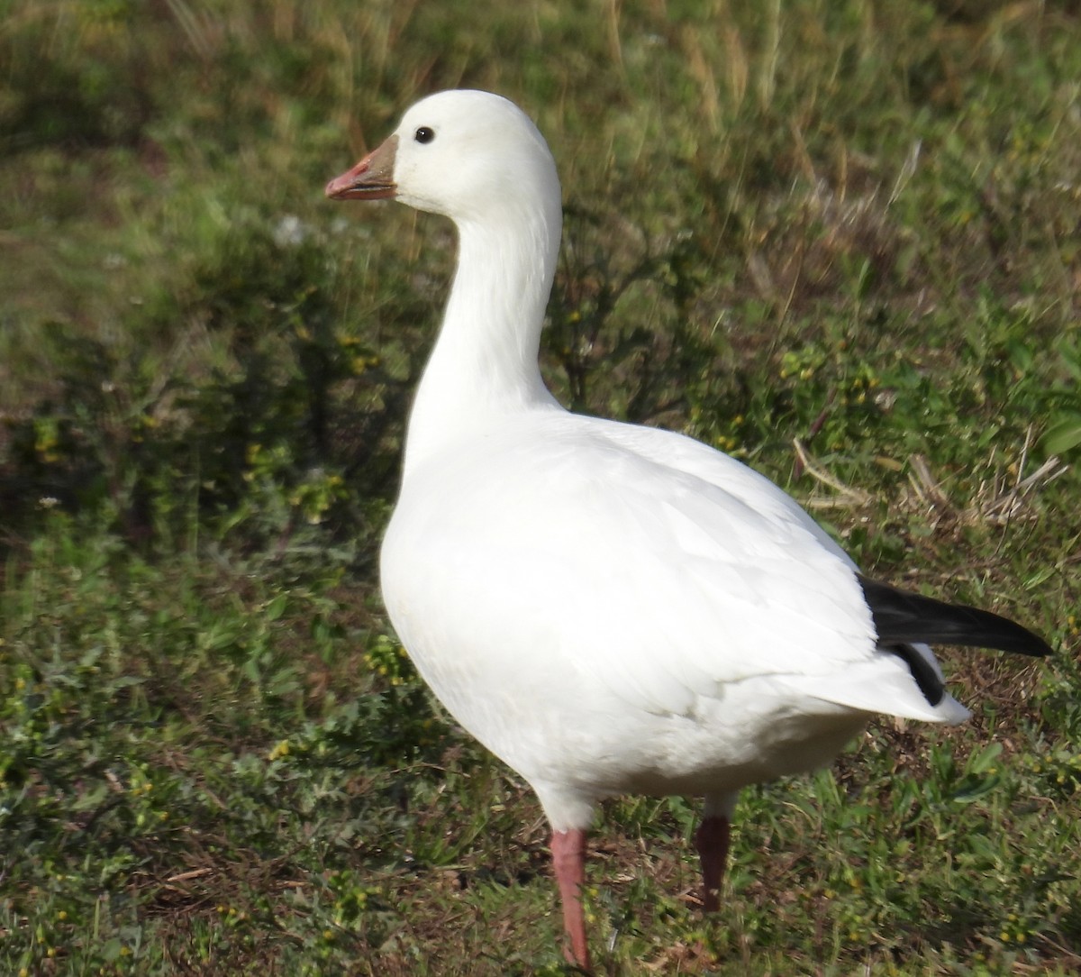 Ross's Goose - ML613993844