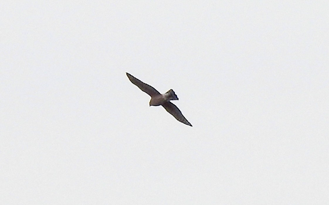 Sharp-shinned Hawk - ML613994051