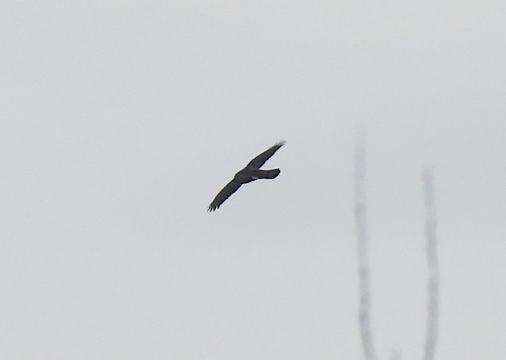 Sharp-shinned Hawk - ML613994055