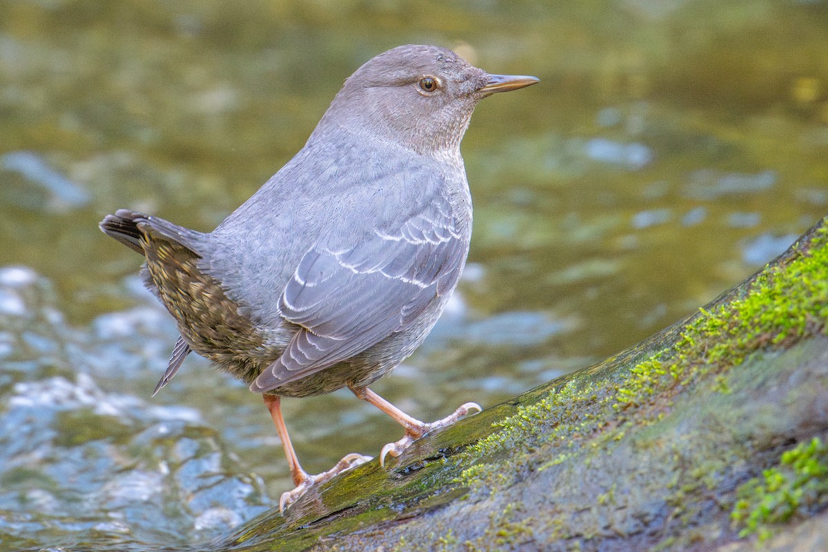 American Dipper - ML613994084