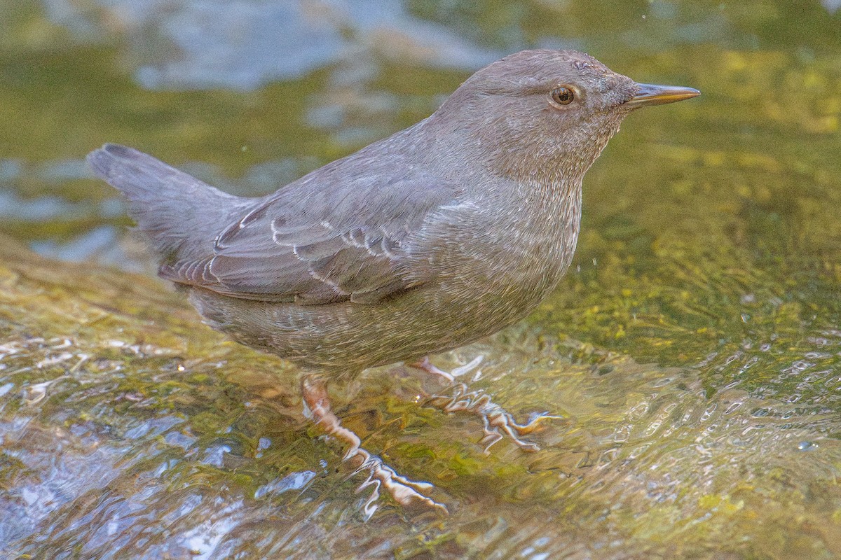 Grauwasseramsel - ML613994085