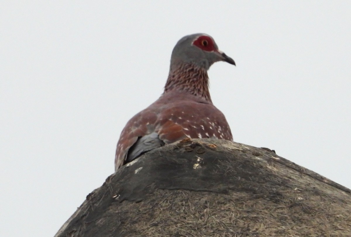 Pigeon roussard - ML613994101