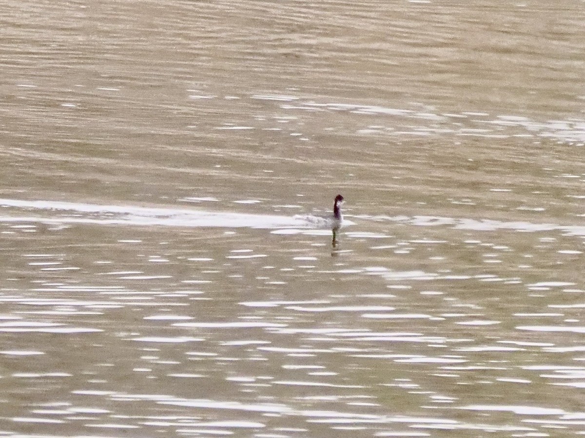 Eared Grebe - ML613994140