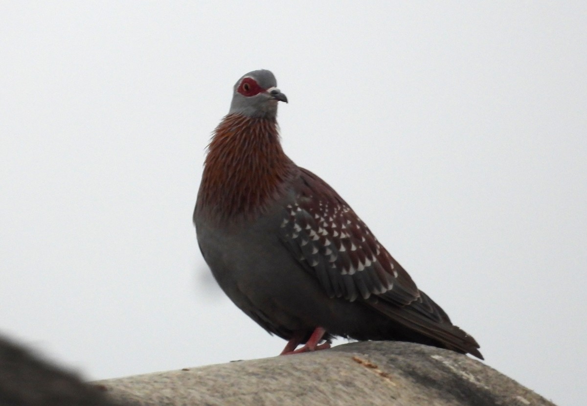 Pigeon roussard - ML613994141