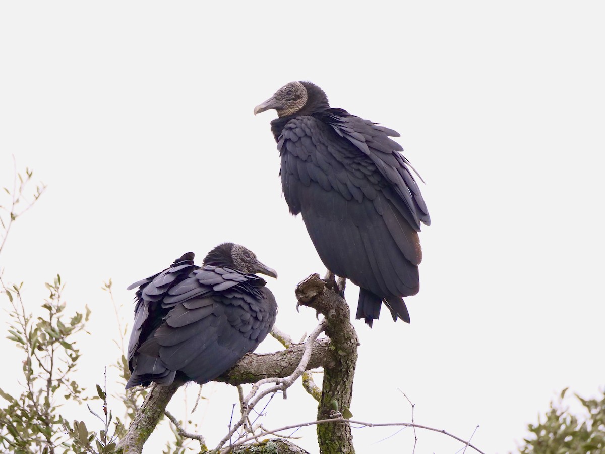 Black Vulture - ML613994144