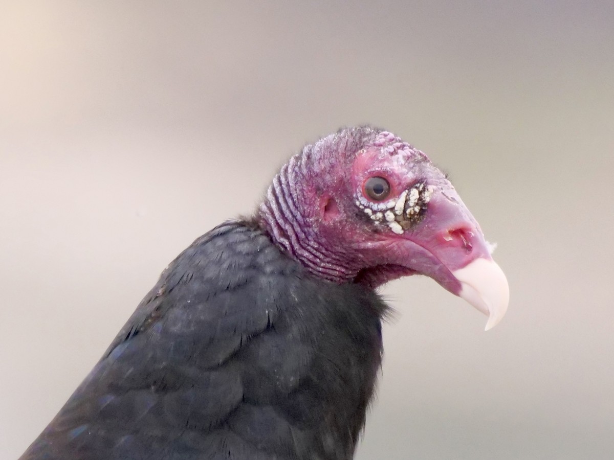 Turkey Vulture - Martin Byhower
