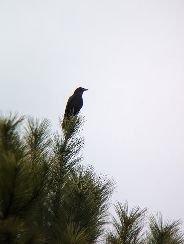 American Crow - ML613994179
