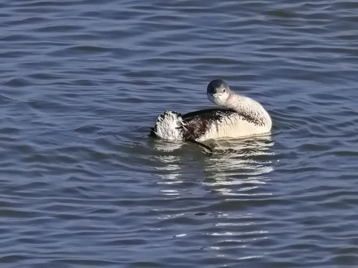 Red-throated Loon - ML613994184