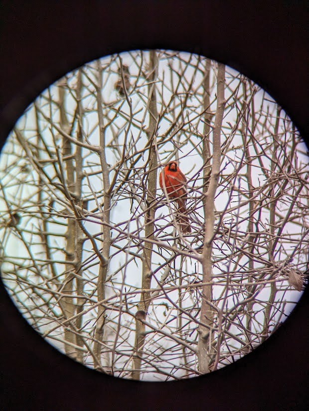 Northern Cardinal - ML613994188