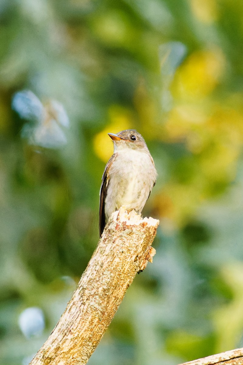 Eastern Wood-Pewee - Ruogu Li