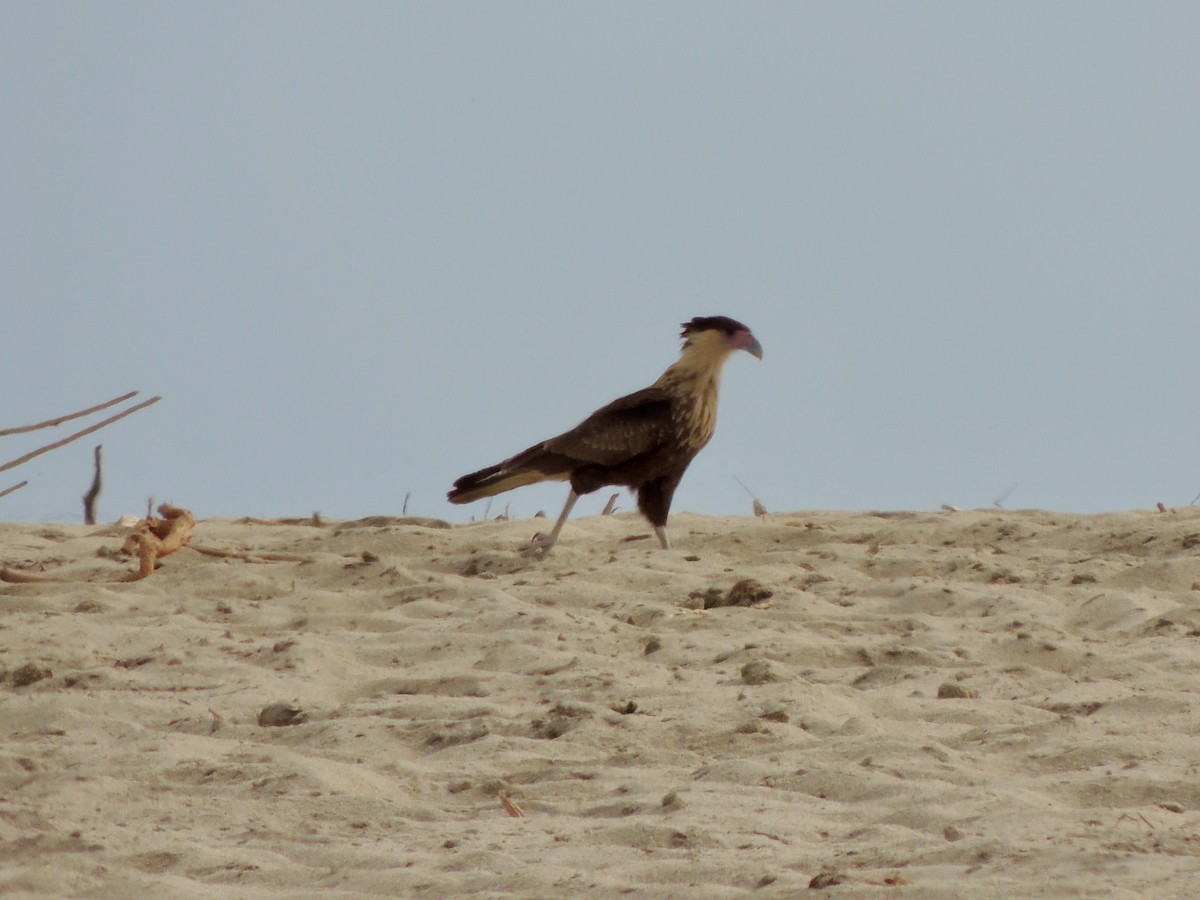 Crested Caracara - ML613994200