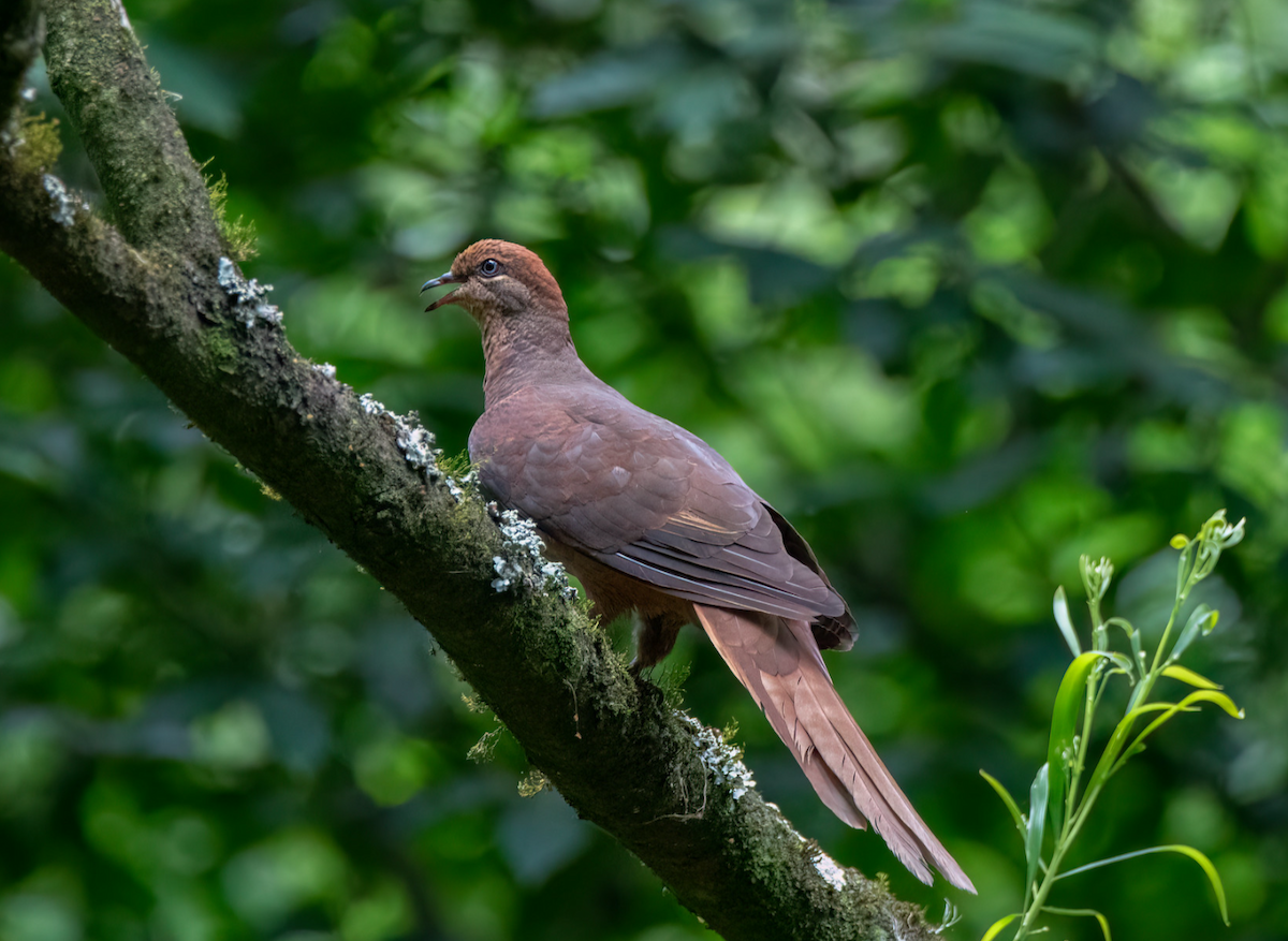 Brown Cuckoo-Dove - ML613994216