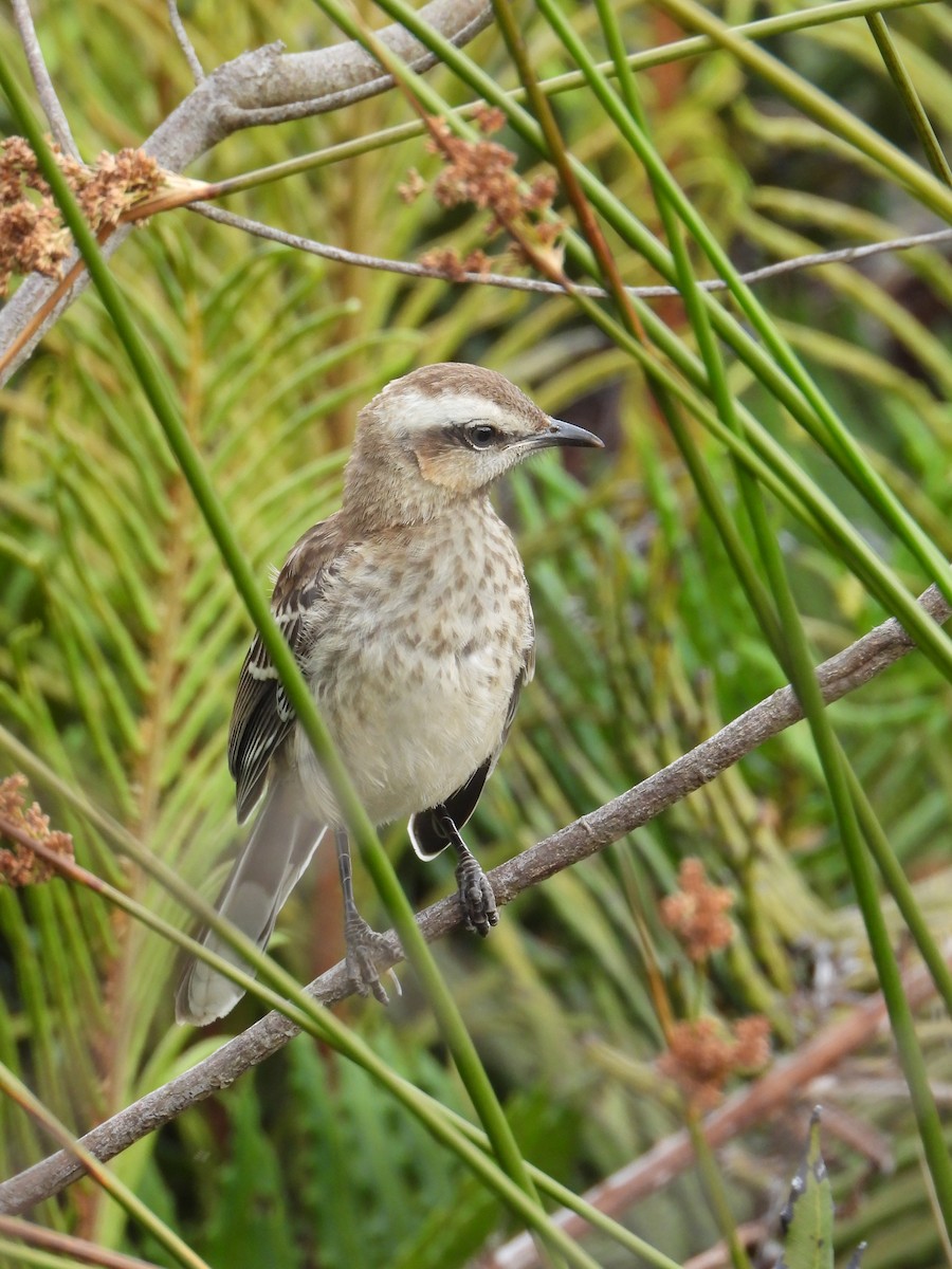 Chilean Mockingbird - ML613994233