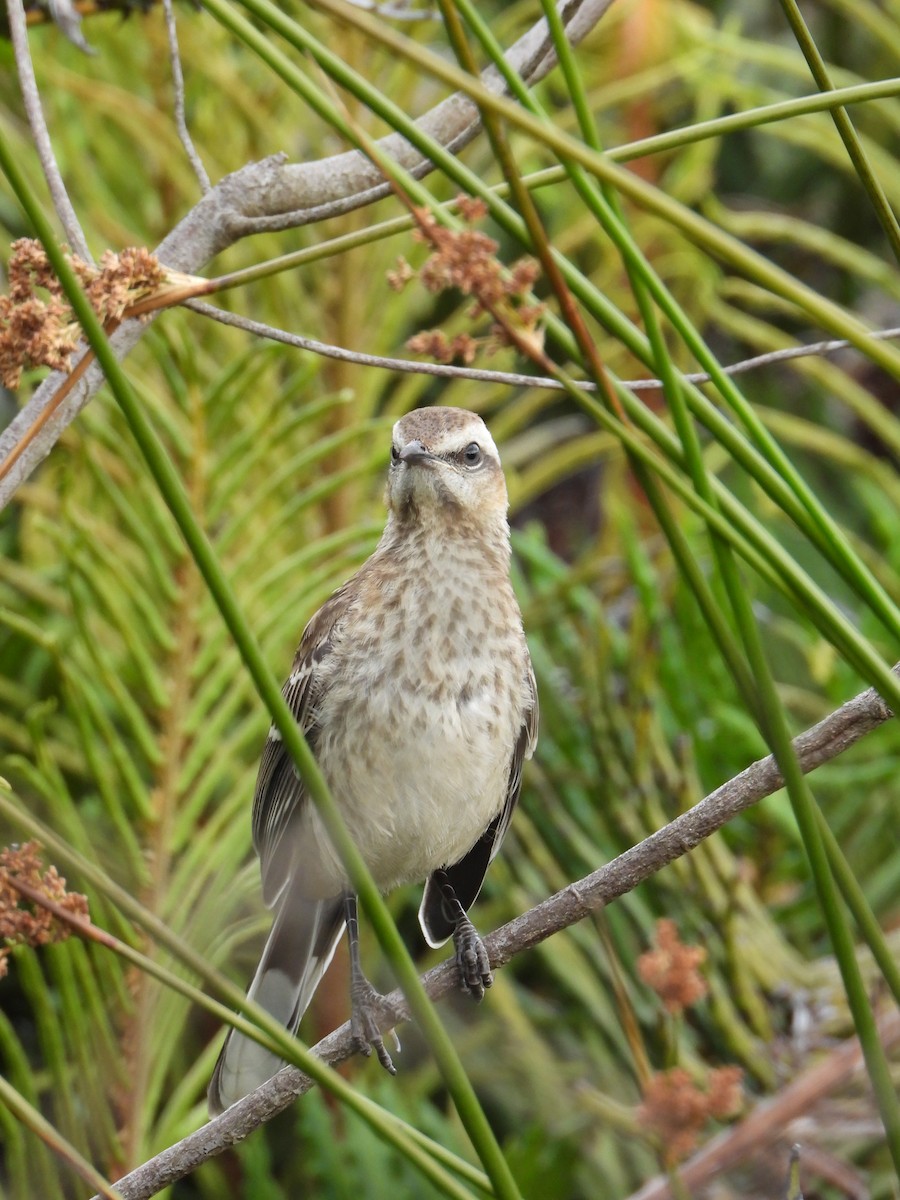 Chilean Mockingbird - ML613994235