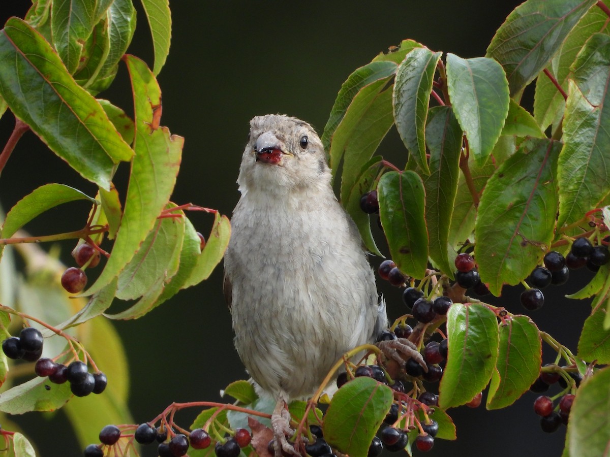 House Sparrow - ML613994236