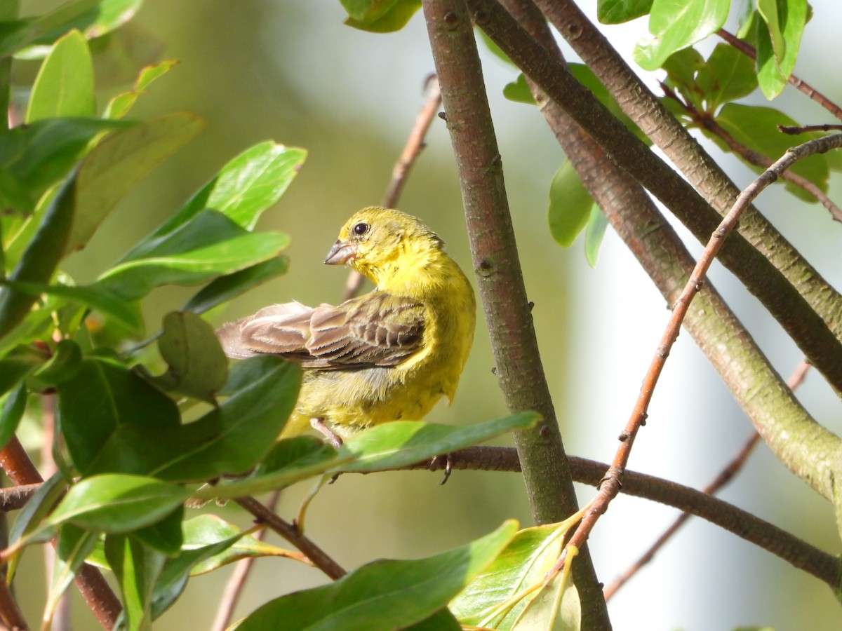 Grassland Yellow-Finch - ML613994237